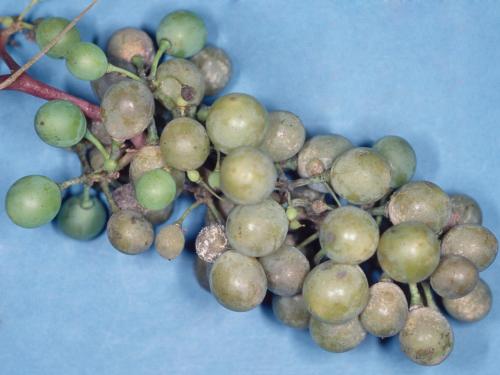 Vigne (raisin) - Mildiou (Plasmopara viticola)_1