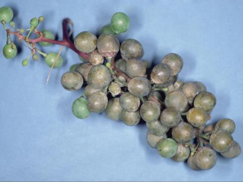 Vigne (raisin) - Mildiou (Plasmopara viticola)_2