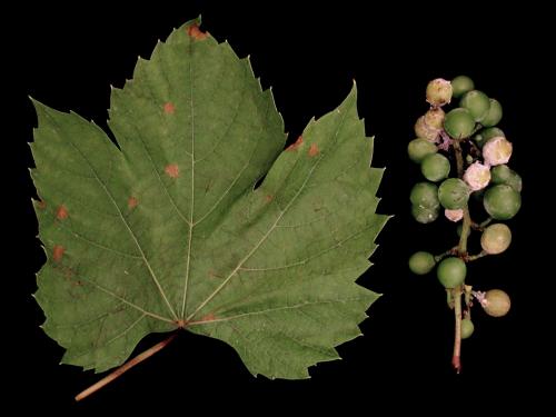 Vigne (raisin) - Mildiou (Plasmopara viticola)_4