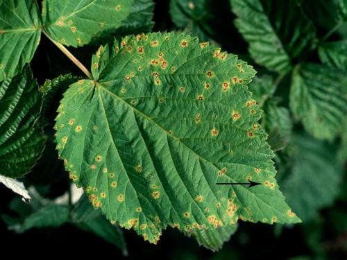 Framboise - Anthracnose (Sphaceloma necator)