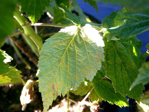 Framboise - Rouille jaune tardive (Pucciniastrum americanum)