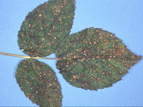 Framboise - Tache septorienne (Sphaerulina rubi)