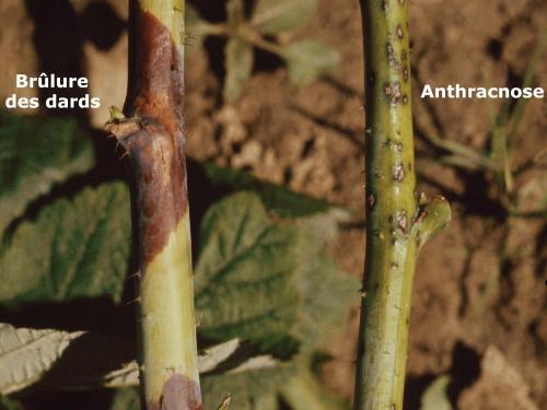 Framboise - Anthracnose (Sphaceloma necator)