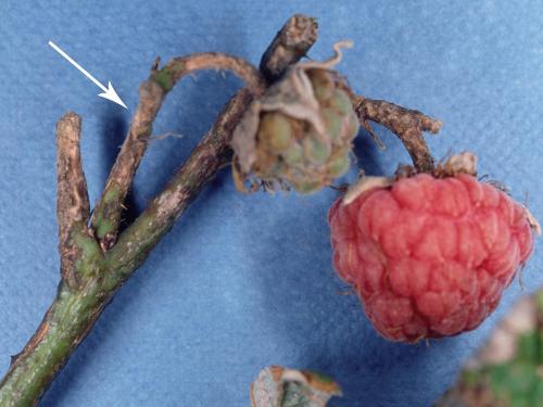 Framboise - Anthracnose (Sphaceloma necator)