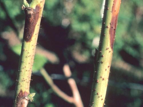 Framboise - Brûlure des dards (Xenodidymella applanata)