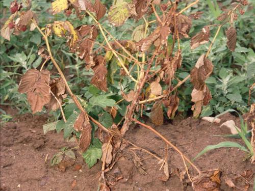 Framboise - Pourriture des racines (Phytophthora rubi)