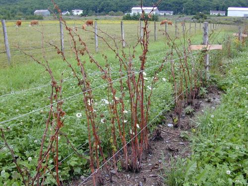 Framboise - Pourriture des racines (Phytophthora rubi)