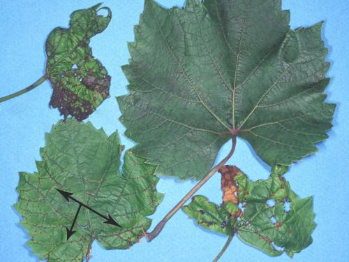 Vigne (raisin) - Anthracnose (Elsinoe ampelina)