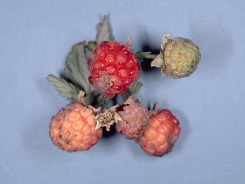 Framboise - Anthracnose (Sphaceloma necator)