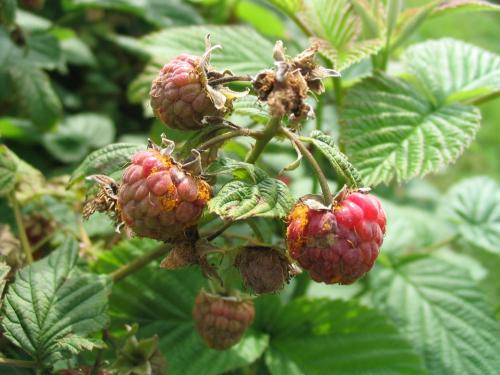 Framboise - Rouille jaune tardive (Pucciniastrum americanum)