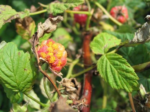 Framboise - Rouille jaune tardive (Pucciniastrum americanum)