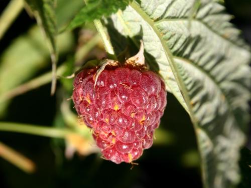 Framboise - Rouille jaune tardive (Pucciniastrum americanum)