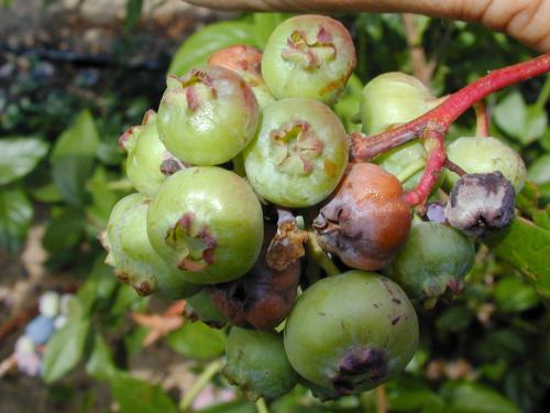 Bleuet en corymbe - Pourriture sclérotique (Monilia vaccinii-corymbosi)