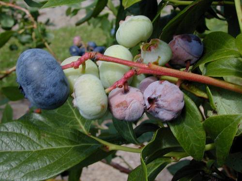 Bleuet en corymbe - Pourriture sclérotique (Monilia vaccinii-corymbosi)