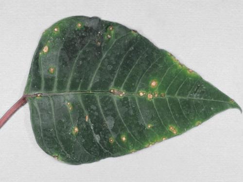 PPoinsettia - Anthracnose (Elsinoe poinsettiae)_2