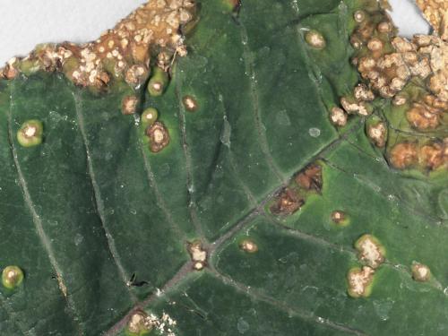 Poinsettia - Anthracnose (Elsinoe poinsettiae)_4