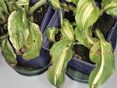 Hostas - Moisissure grise (Botrytis cinerea)