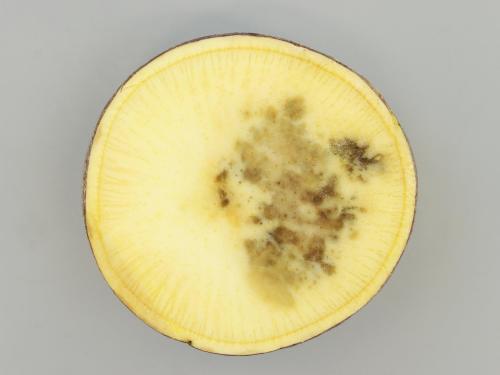 Rutabaga - Pourriture en entreposage (Phytophthora brassicae)