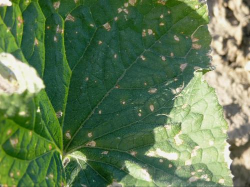 Concombre - Tache à Ulocladium (Ulocladium cucurbitae)