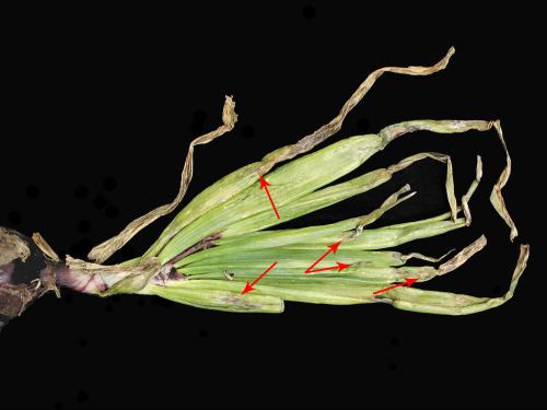  Oignon sec - Tache pourpre (Alternaria porri)