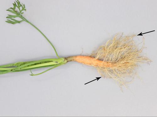 Carotte - Dépérissement pythien (Pythium sp.)