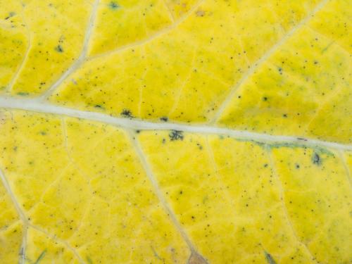 Brocoli - Tache noire alternarienne (Alternaria brassicicola)