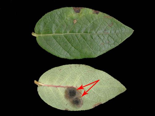 Bleuet en corymbe - Anthracnose (Colletotrichum sp.)