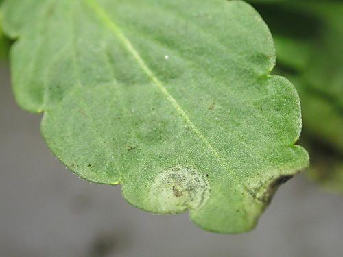 Pensées - Tache cercosporéenne (Cercospora violae)