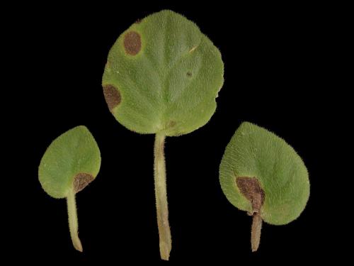 Violette africaine - Tache concentrique (Corynespora cassiicola)