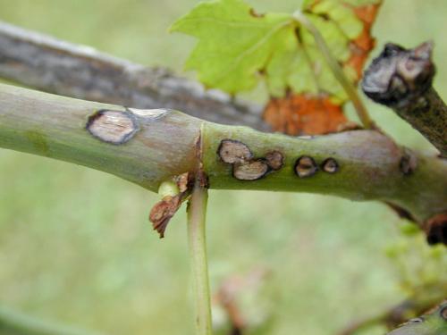 Vigne (raisin) - Anthracnose (Elsinoe ampelina)