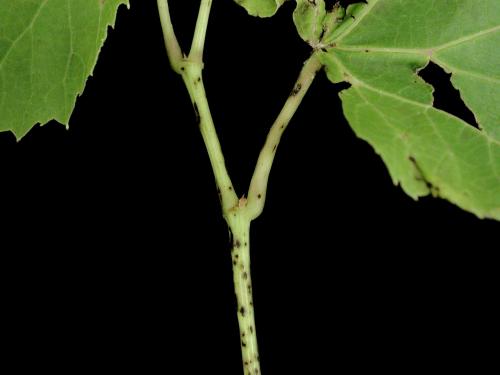 Vigne (raisin) - Excoriose (Diaporthe neoviticola)