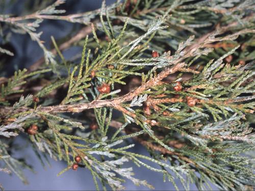 Genévriers - Rouille (Gymnosporangium sp.)