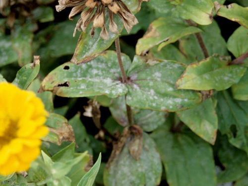 Zinnias - Blanc (Erysiphe cichoracearum)