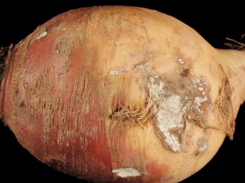 Rutabaga - Rhizoctone (Rhizoctonia carotae)