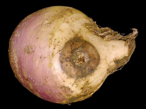 Rutabaga - Pourriture blanche (Agroathelia rolfsii)