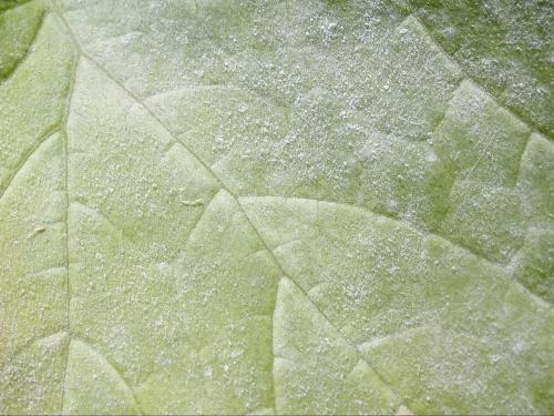 Courges - Blanc (Podosphaera xanthii)