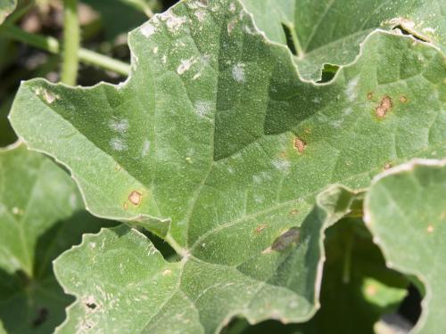 Melons - Blanc (Podosphaera xanthii)_3