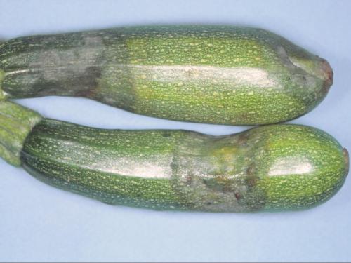 Courges - Dépérissement phytophthoréen (Phytophthora capsici)