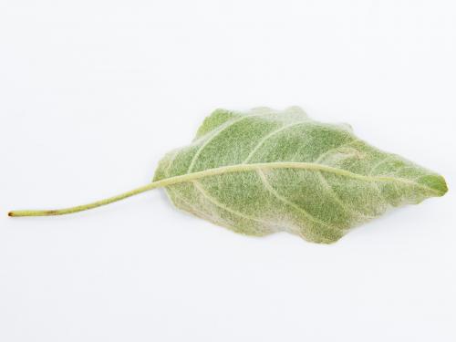 Pomme - Blanc (Podosphaera leucotricha)