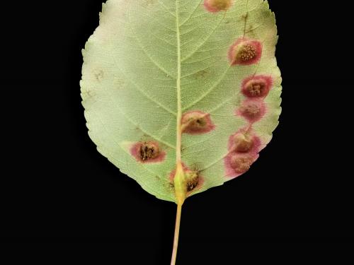 Pomme - Rouille (Gymnosporangium sp.)