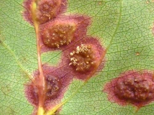 Pomme - Rouille (Gymnosporangium sp.)