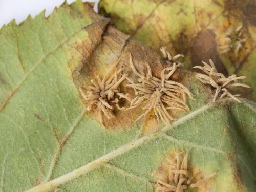 Pomme - Rouille (Gymnosporangium sp.)