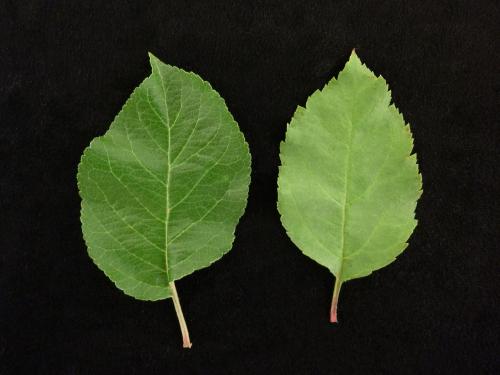 Pomme - Maladie du plomb (Chondrostereum purpureum)