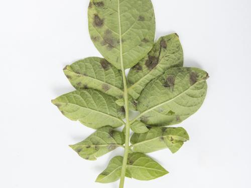 Pomme de terre - Maladies des taches brunes (Alternaria alternata)