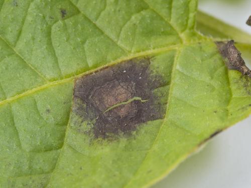 Pomme de terre - Maladies des taches brunes (Alternaria alternata)