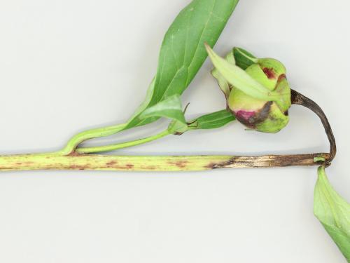 Pivoines - Anthracnose (Gloeosporium sp.)