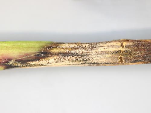 Pivoines - Anthracnose (Gloeosporium sp.)