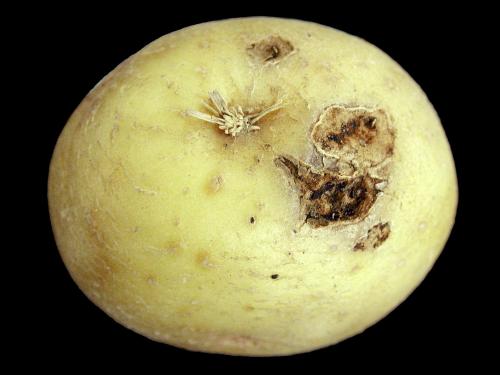 Pomme de terre - Fusariose vasculaire (Fusarium oxysporum)