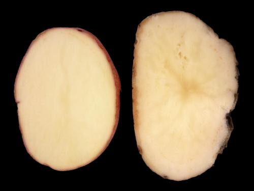 Pomme de terre - Pourriture rose (Phytophthora erythroseptica)