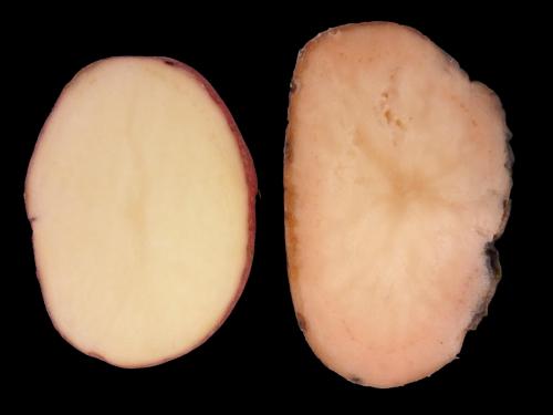 Pomme de terre - Pourriture rose (Phytophthora erythroseptica)